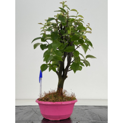 Pseudocydonia sinensis I-8660