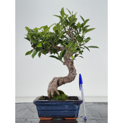 Ficus retusa I-8661