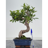 Ficus retusa I-8661