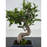 Ficus retusa I-8661 vista 2