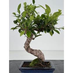 Ficus retusa I-8661 vista 3