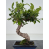 Ficus retusa I-8661 vista 3