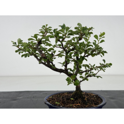 Chaenomeles chojubai I-8669 vista 3
