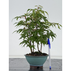 Acer palmatum yamamomiji I-8670