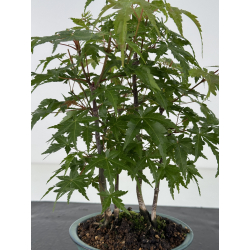 Acer palmatum yamamomiji I-8670 vista 2