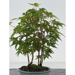 Acer palmatum yamamomiji I-8670 vista 3