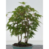 Acer palmatum yamamomiji I-8670 vista 3