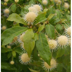 Adina pirulifera bonsái I-8666 | Laos Garden