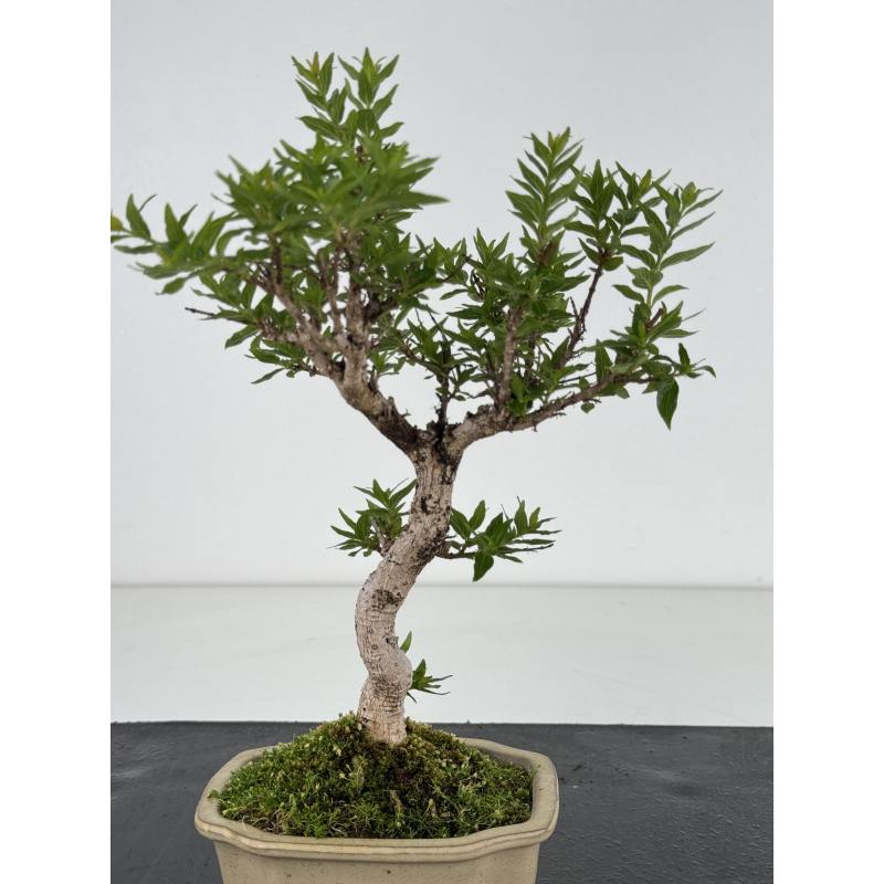Adina pirulifera I-8666