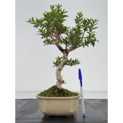 Adina pirulifera I-8666 vista 2