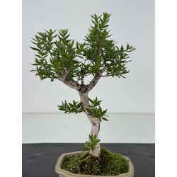 Adina pirulifera I-8666 vista 3