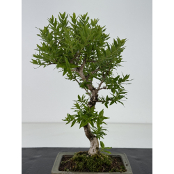 Adina pirulifera I-8667 vista 2