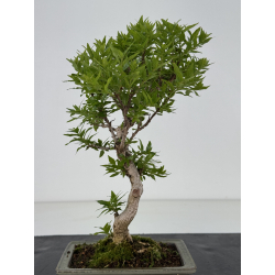 Adina pirulifera I-8667 vista 3