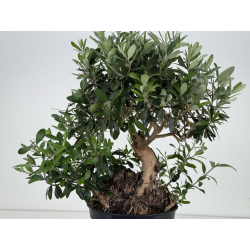 Olea europaea -olivo- I-8671 vista 2