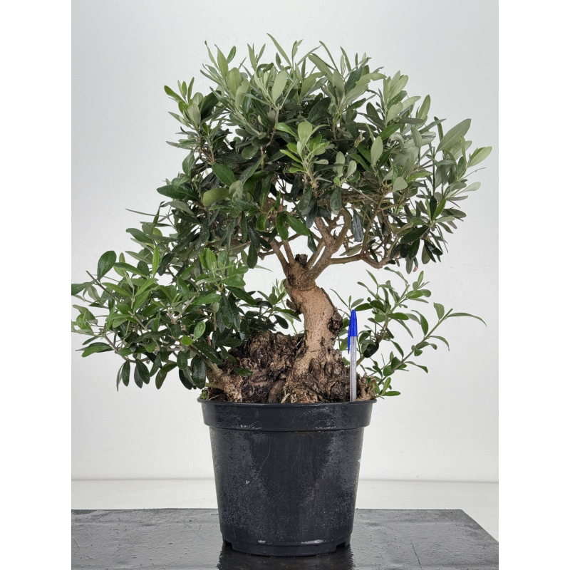 Olea europaea I-8671