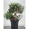 Olea europaea I-8671