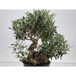 Olea europaea -olivo- I-8671 vista 3