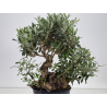 Olea europaea I-8671 view 3
