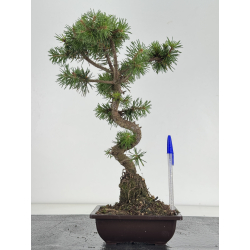 Pinus sylvestris -pino s- europeo- I-8673