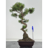 Pinus sylvestris -pino s- europeo- I-8673