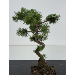 Pinus sylvestris -pino s- europeo- I-8673 vista 2