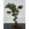 Pinus sylvestris -pino s- europeo- I-8673 view 2