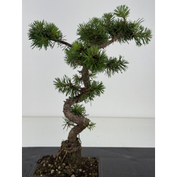 Pinus sylvestris -pino s- europeo- I-8673 vista 3