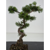 Pinus sylvestris -pino s- europeo- I-8673 vista 3