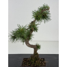 Pinus sylvestris I-8674 view 2
