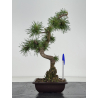 Pinus sylvestris -pino s- europeo- I-8674