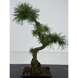 Pinus sylvestris -pino s- europeo- I-8674 vista 3