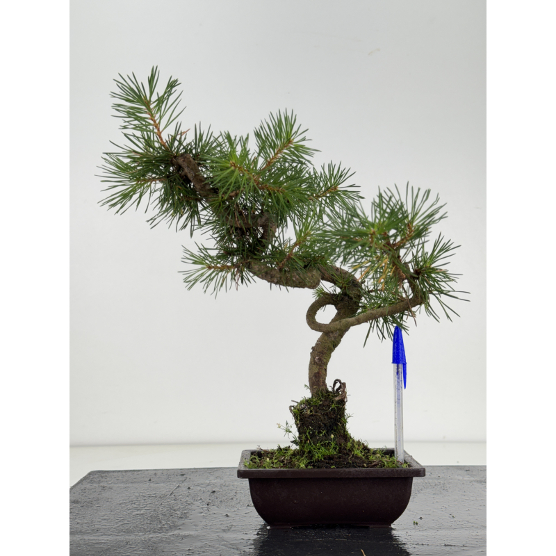 Pinus sylvestris I-8675