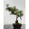 Pinus sylvestris -pino s- europeo- I-8675