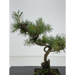 Pinus sylvestris I-8675 view 2