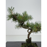 Pinus sylvestris -pino s- europeo- I-8675 vista 2