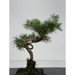Pinus sylvestris -pino s- europeo- I-8675 vista 3