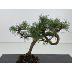 Pinus sylvestris -pino s- europeo- I-8676 vista 2