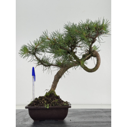 Pinus sylvestris I-8676