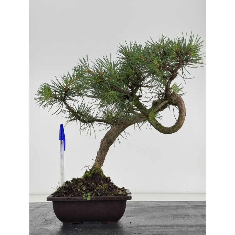 Pinus sylvestris -pino s- europeo- I-8676
