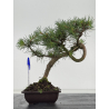 Pinus sylvestris I-8676