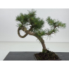 Pinus sylvestris -pino s- europeo- I-8676 vista 3