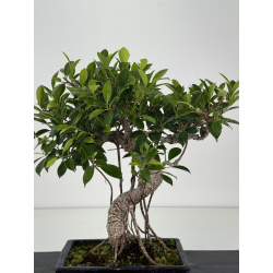 Ficus retusa I-8677 vista 2