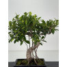 Ficus retusa I-8677 vista 2