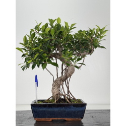 Ficus retusa I-8677