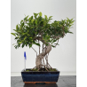 Ficus retusa I-8677