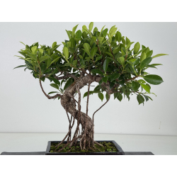 Ficus retusa I-8677 vista 3