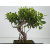 Ficus retusa I-8677 vista 3