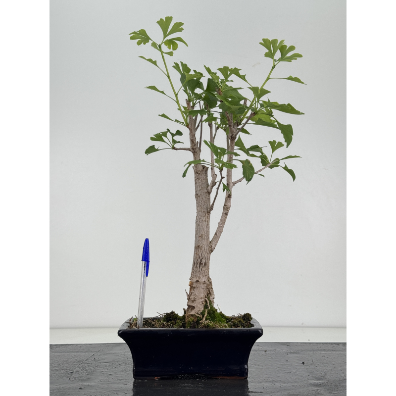 Ginkgo biloba I-8679