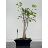 Ginkgo biloba I-8679