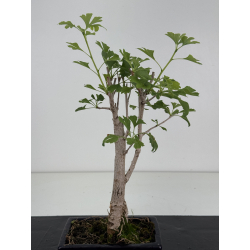 Ginkgo biloba I-8679 vista 2